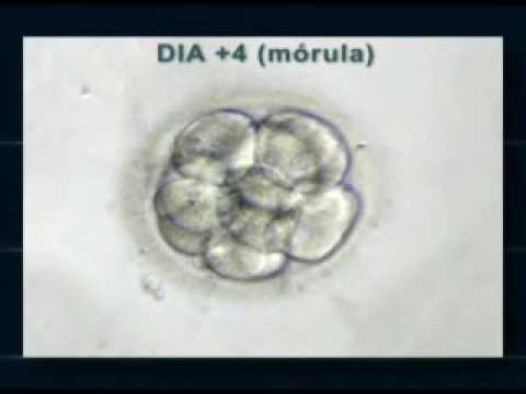 videos sobre reprodução humana | Clínica Fertilizar