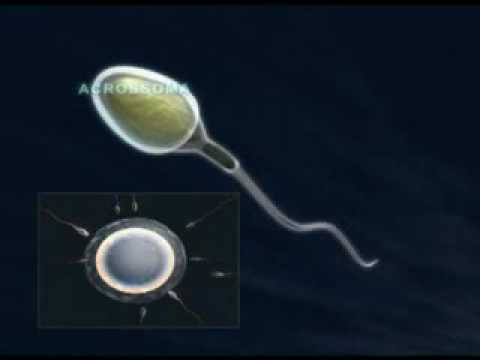 videos sobre reprodução humana | Clínica Fertilizar